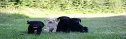 Labrador Retriever dogs for sale: 4 KC Registered Labrador Dog pups - Advert 1