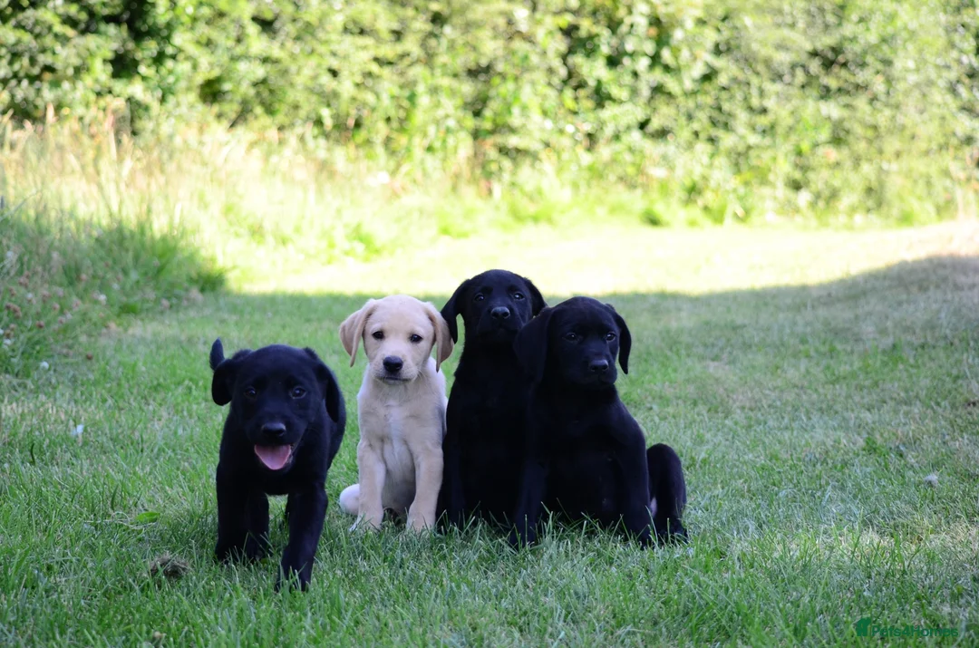 Labrador Retriever dogs for sale: 4 KC Registered Labrador Dog pups - Advert 1