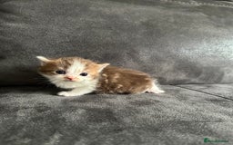 British Shorthair cats for sale: Kittens British shorthair mixed  - Image 21