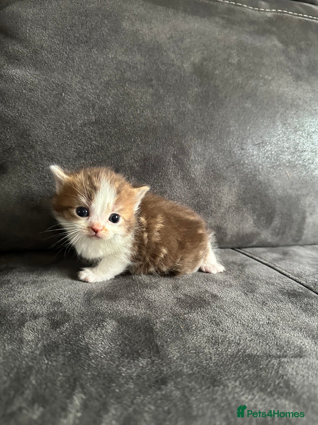 British Shorthair cats for sale: Kittens British shorthair mixed  - Image 21