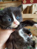 Mixed Breed cats - Advert 11