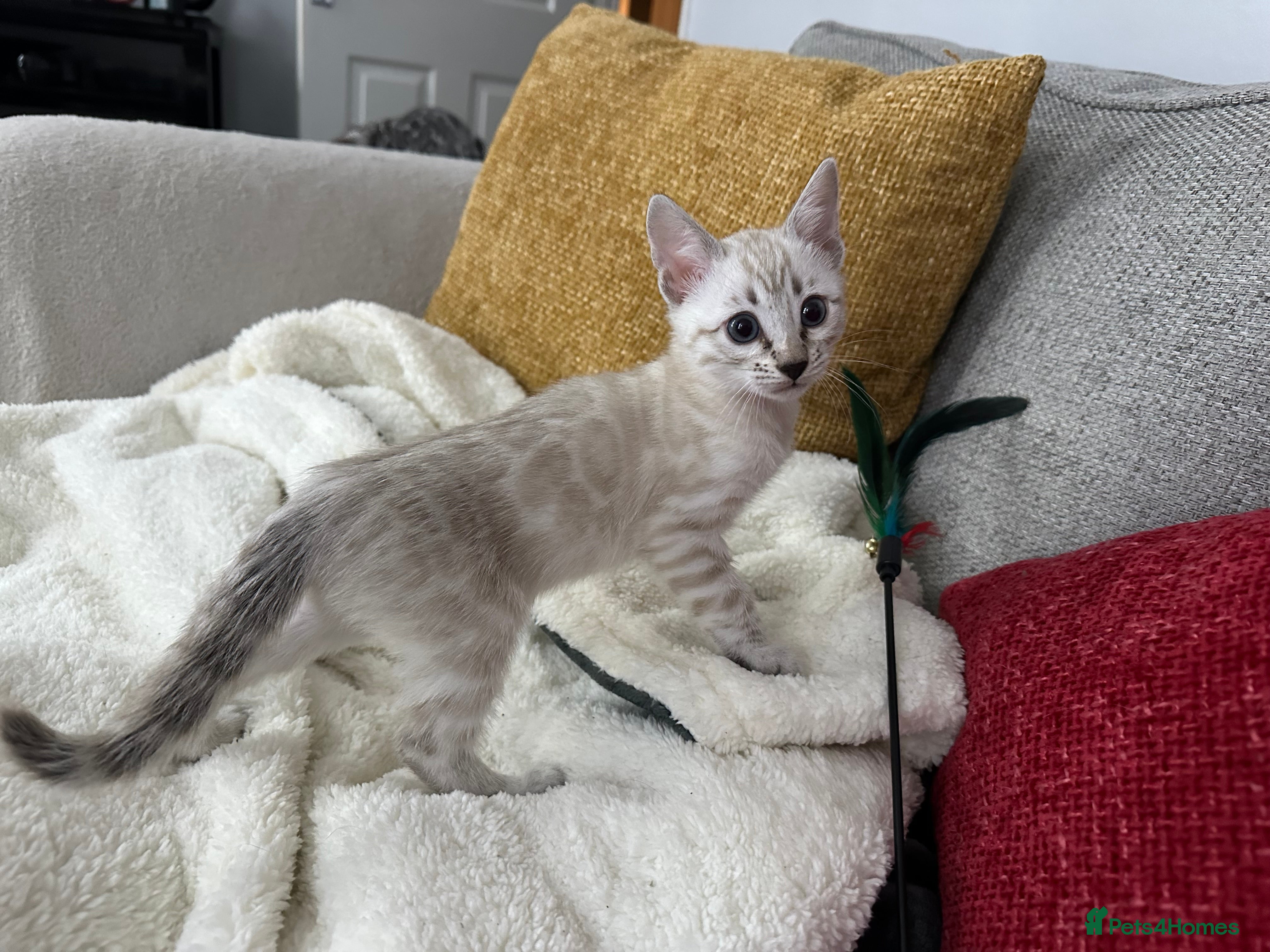 Bengal cats Beautiful silver snow lynx Bengal babies - Advert 1