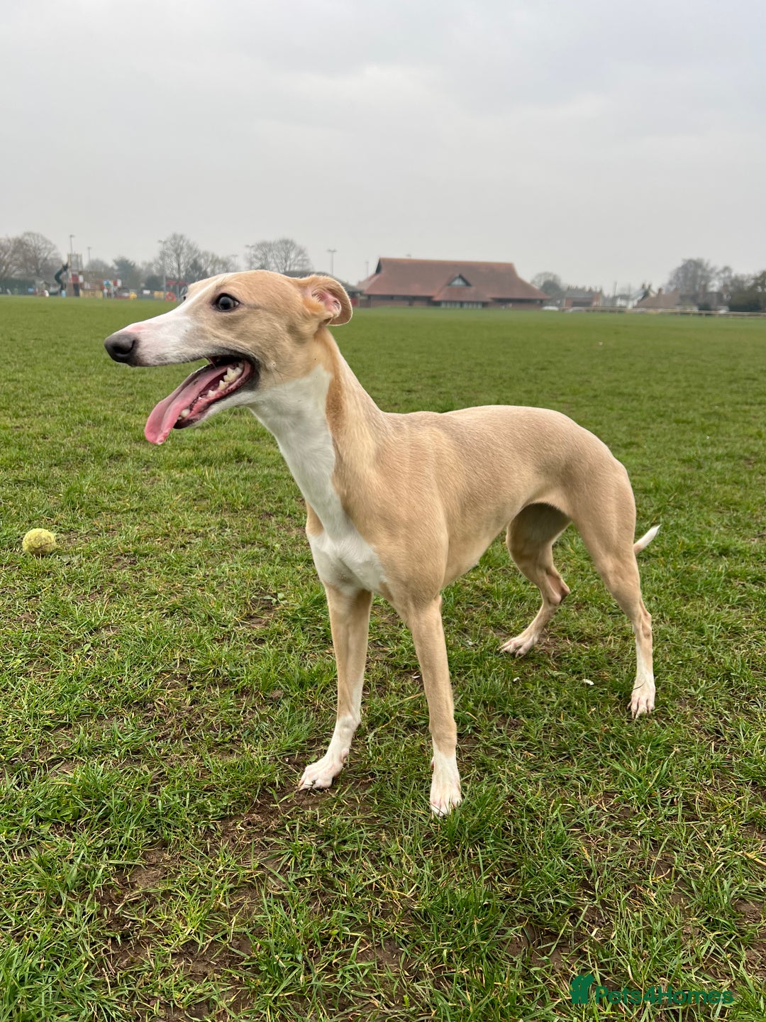 Whippet dogs for sale: 🐾 KC Whippet Puppies – Waitlist Now Open 🐾 - Advert 1