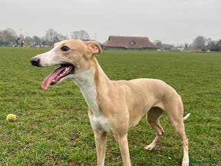 Whippet dogs 🐾 KC Whippet Puppies – Waitlist Now Open 🐾 - Advert 5