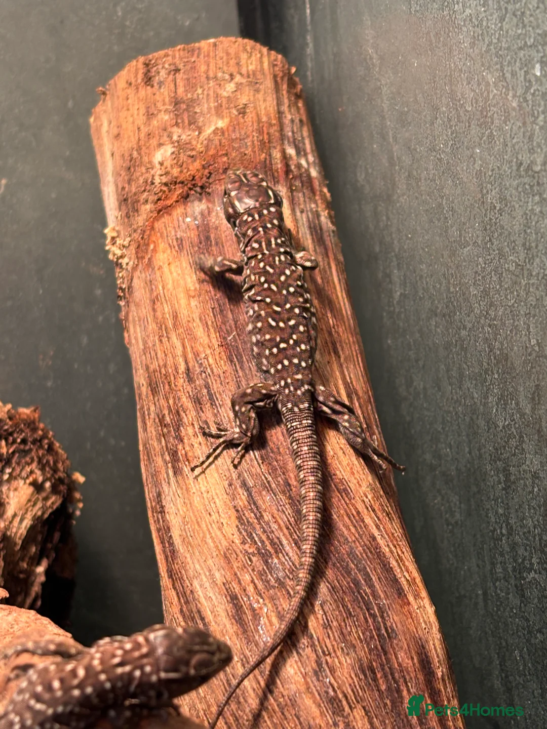Lizard reptiles for sale: Baby jewelled lacerta  european eyed lizards - Advert 8