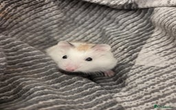 Hamster rodents for sale: Dwarf hamster - Image 3