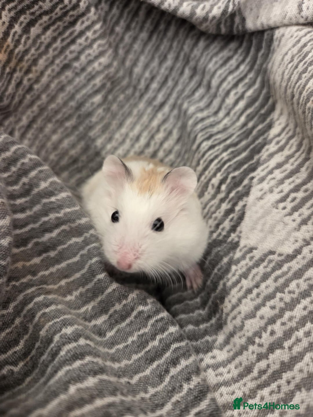 Hamster rodents for sale: Dwarf hamster - Image 3