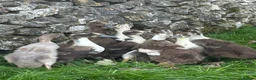 Ducks poultry for sale: Magpie / Runner Unsexed Ducklings  - Advert 3