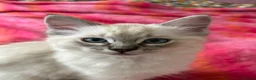 Ragdoll cats for sale: Cute and friendly fluffy Ragdoll kittens - Advert 36