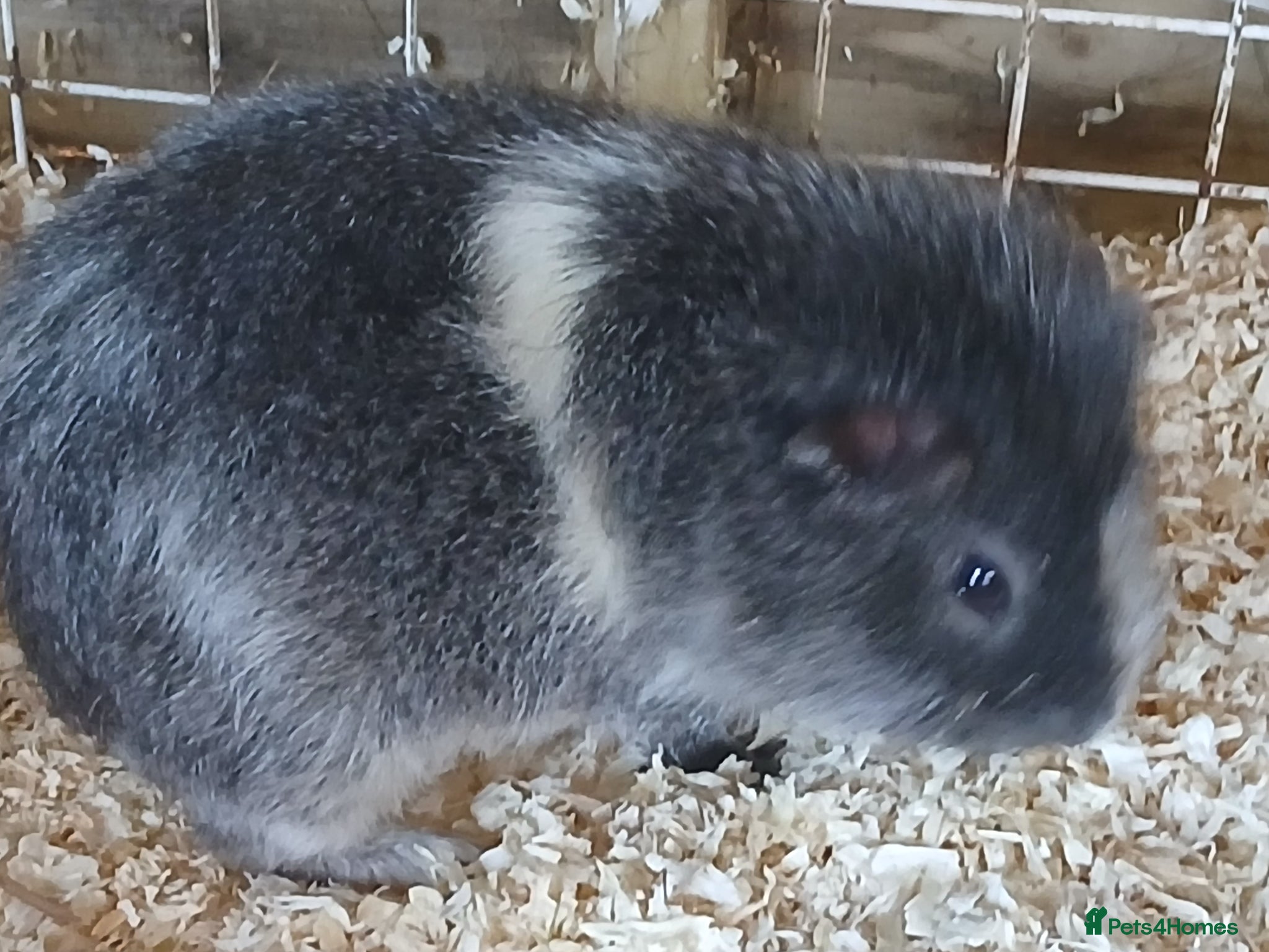 Guinea Pig rodents Bonded Boar Guinea Pigs for sale - Advert 1