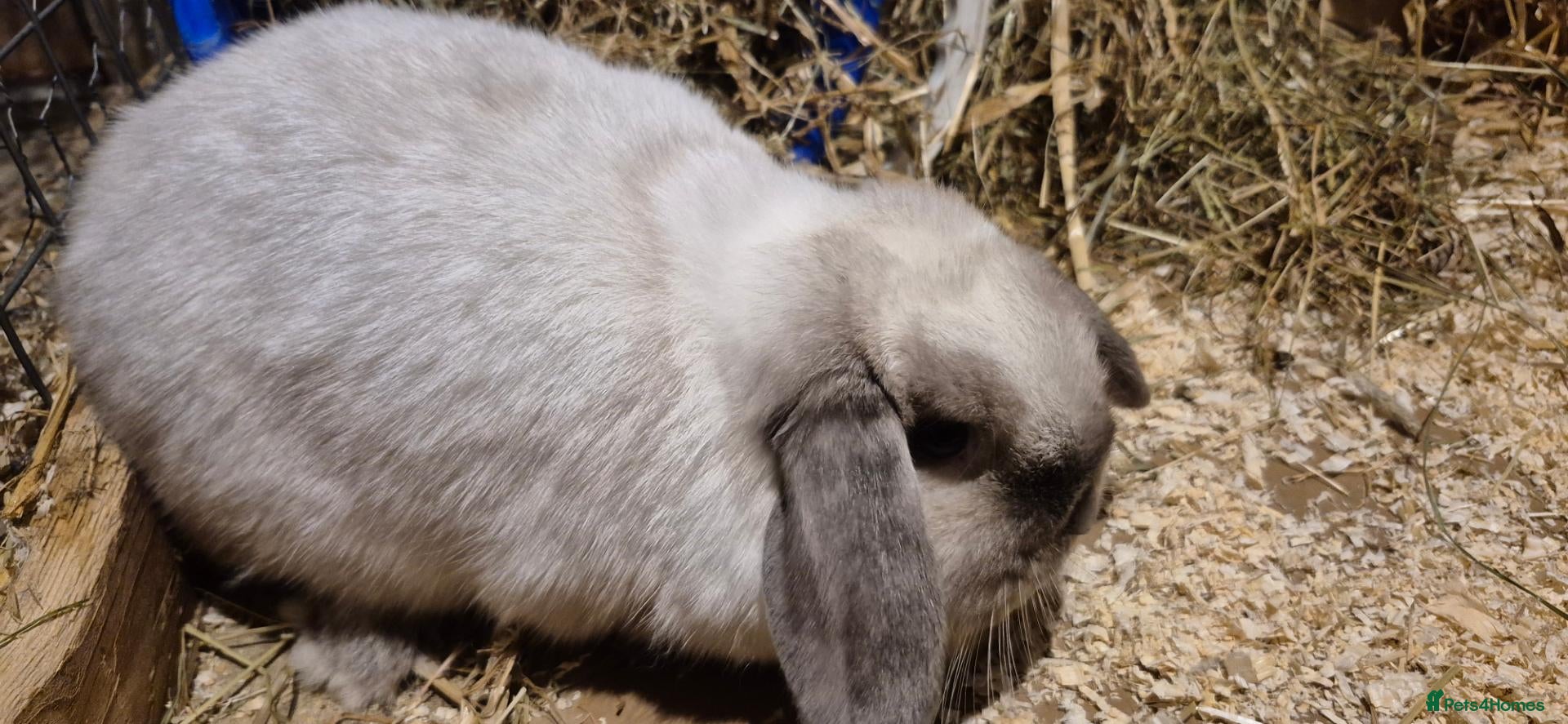 Mini Lop rabbits Gorgeous Mini Lop Adult Doe Sealpoint  - Advert 22
