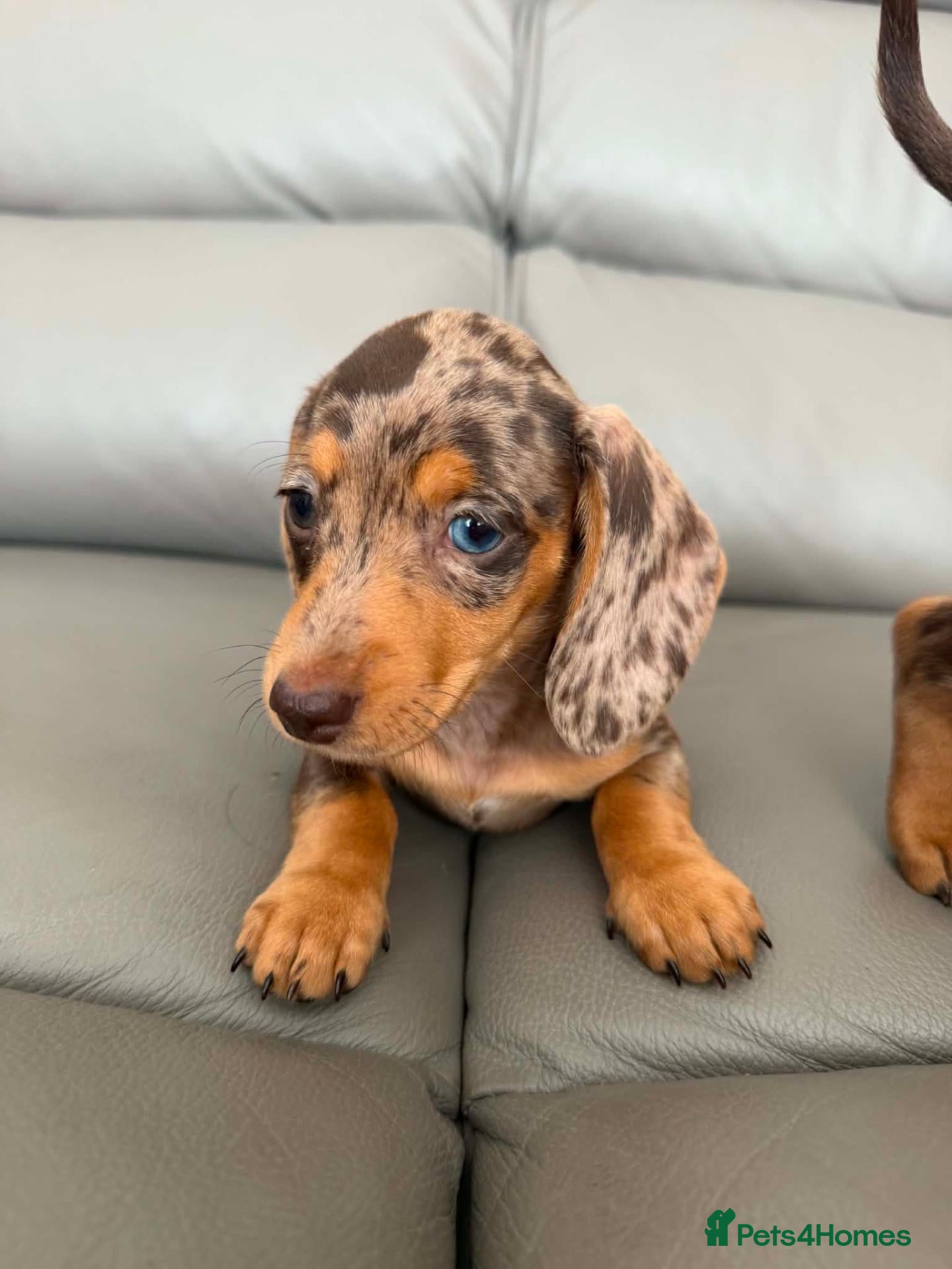 Miniature Dachshund dogs  💖💖 1 stunning girl ready now 💖💖 - Advert 2