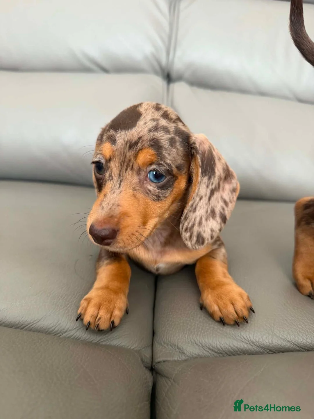 Miniature Dachshund dogs for sale:  💖💖 2Beautiful girls ready now 💖💖 - Advert 14