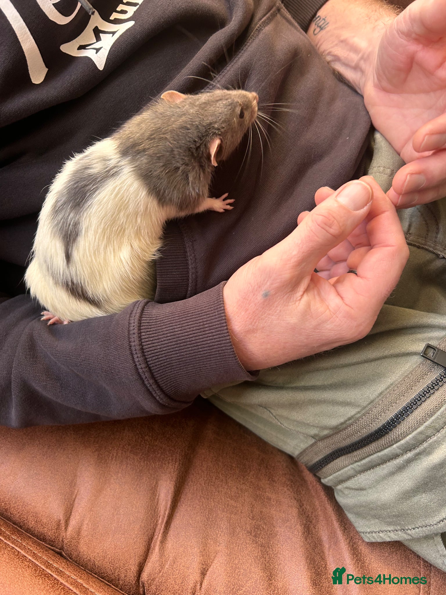 Rat rodents 3 male rats  - Advert 1