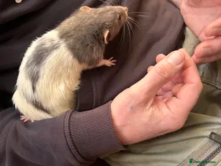 Rat rodents 3 male rats - Advert 1