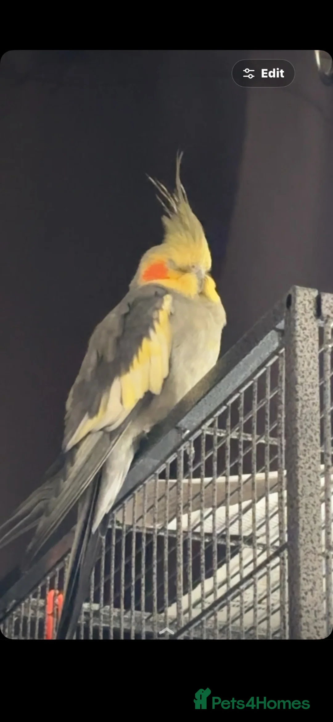 Cockatiels birds for sale: male cockatiel - Advert 2
