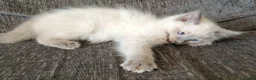 Ragdoll cats for sale: blue ragdoll kitten - Advert 2