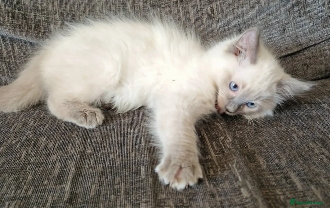 Ragdoll cats for sale: blue ragdoll kitten - Advert 2