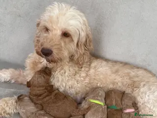 Double Doodle dogs Australian Double Doodle pups - Advert 1