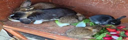 Mini Lop rabbits for sale: 3 girls 1 boy - Advert 2