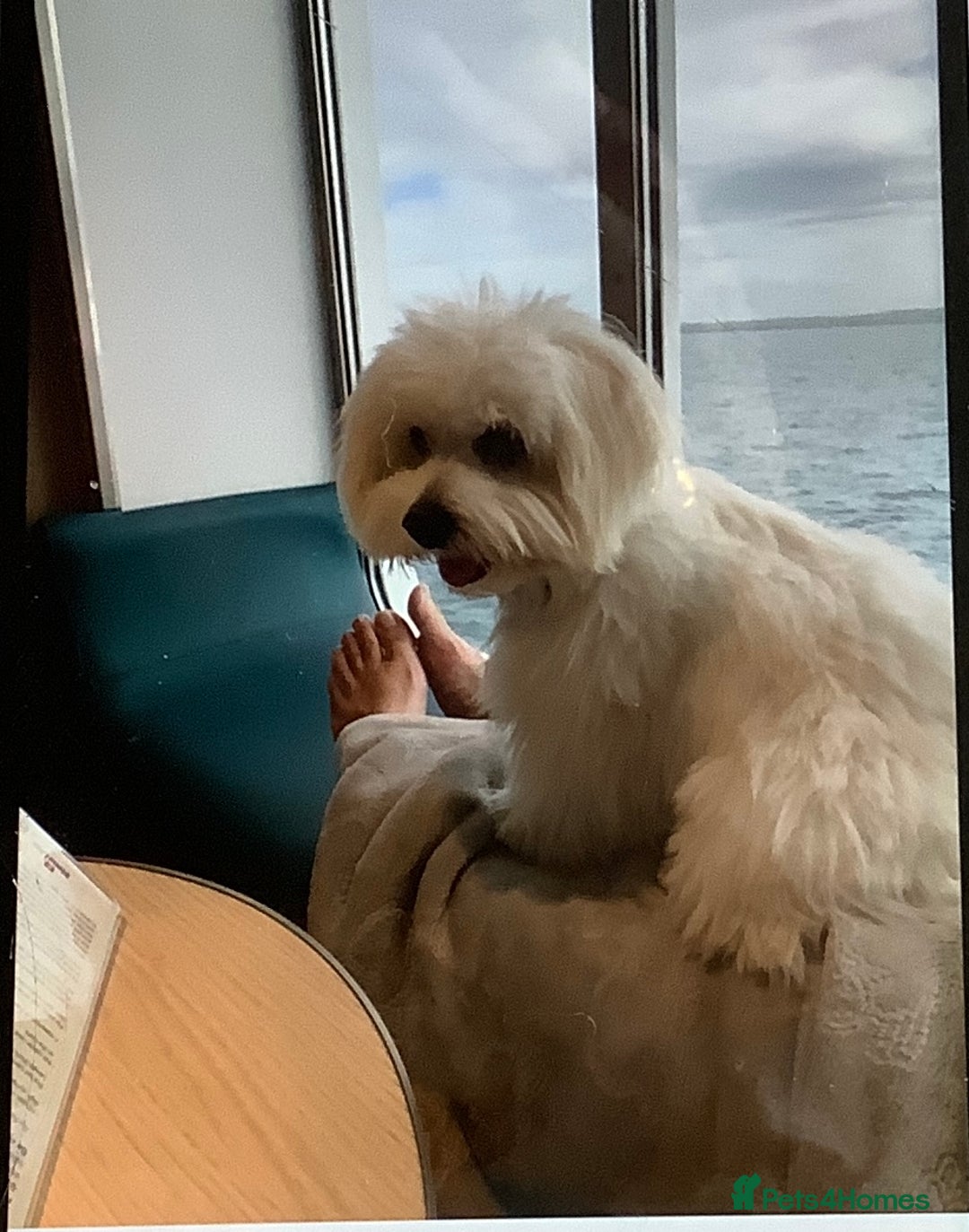 Coton De Tulear dogs for sale: Coton de Tulear puppy 8 months old - Advert 2