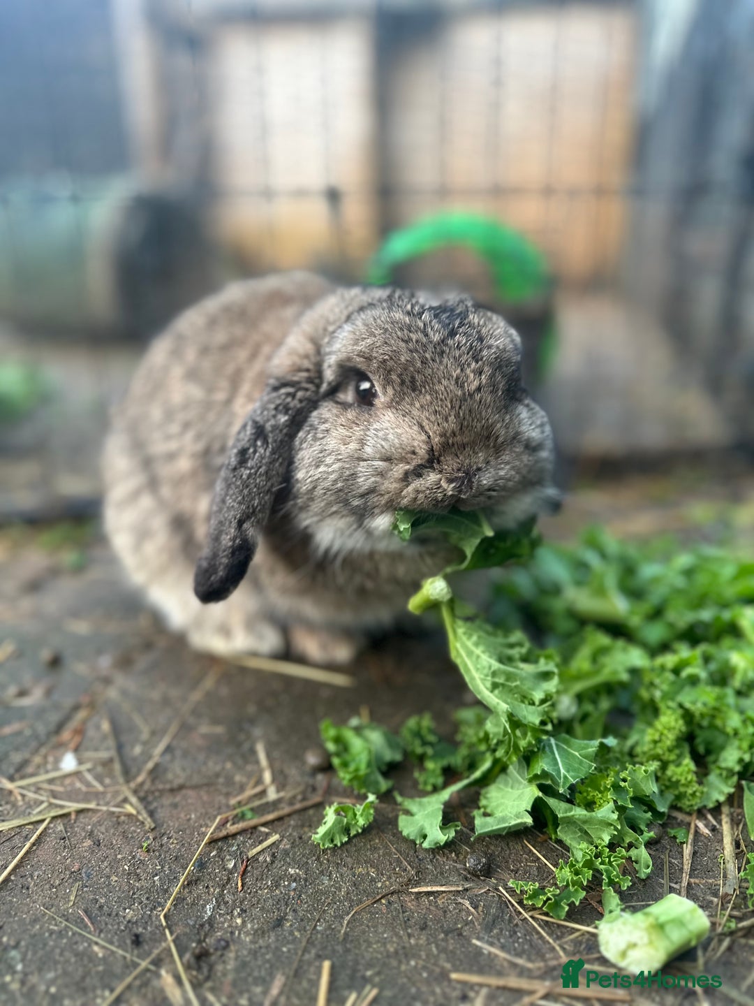 Mini Lop rabbits for sale: Beautiful Male Mini Lop for Sale - Advert 2
