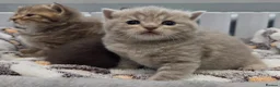 British Shorthair cats for sale: Gorgeous British Shorthair kittens Cute & Adorable - Advert 28