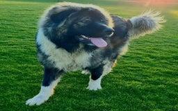 Caucasian Shepherd Dog dogs for sale: Caucasian Shepherd  - Advert 8