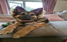 German Shepherd dogs for sale: Beautiful german shepherd  - Image 4