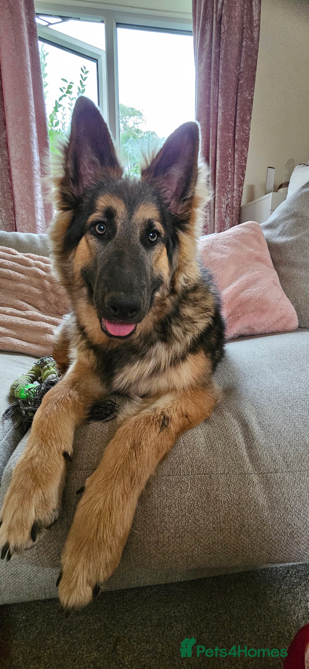 German Shepherd dogs for sale: Beautiful german shepherd  - Image 4