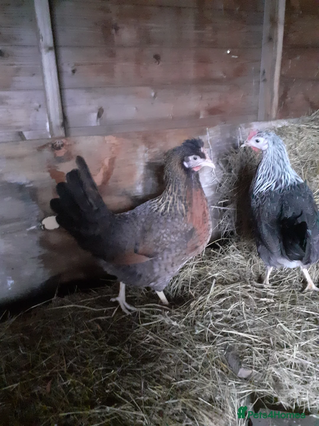 Chickens poultry for sale: Beautiful point of lay hens - range of breeds - Advert 1