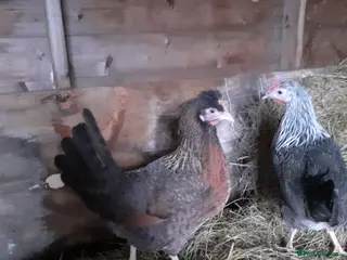 Chickens poultry Beautiful point of lay hens - range of breeds - Advert 2