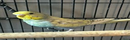 Mixed Breed birds for sale: Baby budgies and canaries for sale - Advert 5
