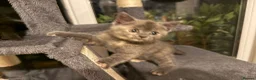 British Shorthair cats for sale: Gorgeous British short haired tabby’s & calicos  - Advert 13