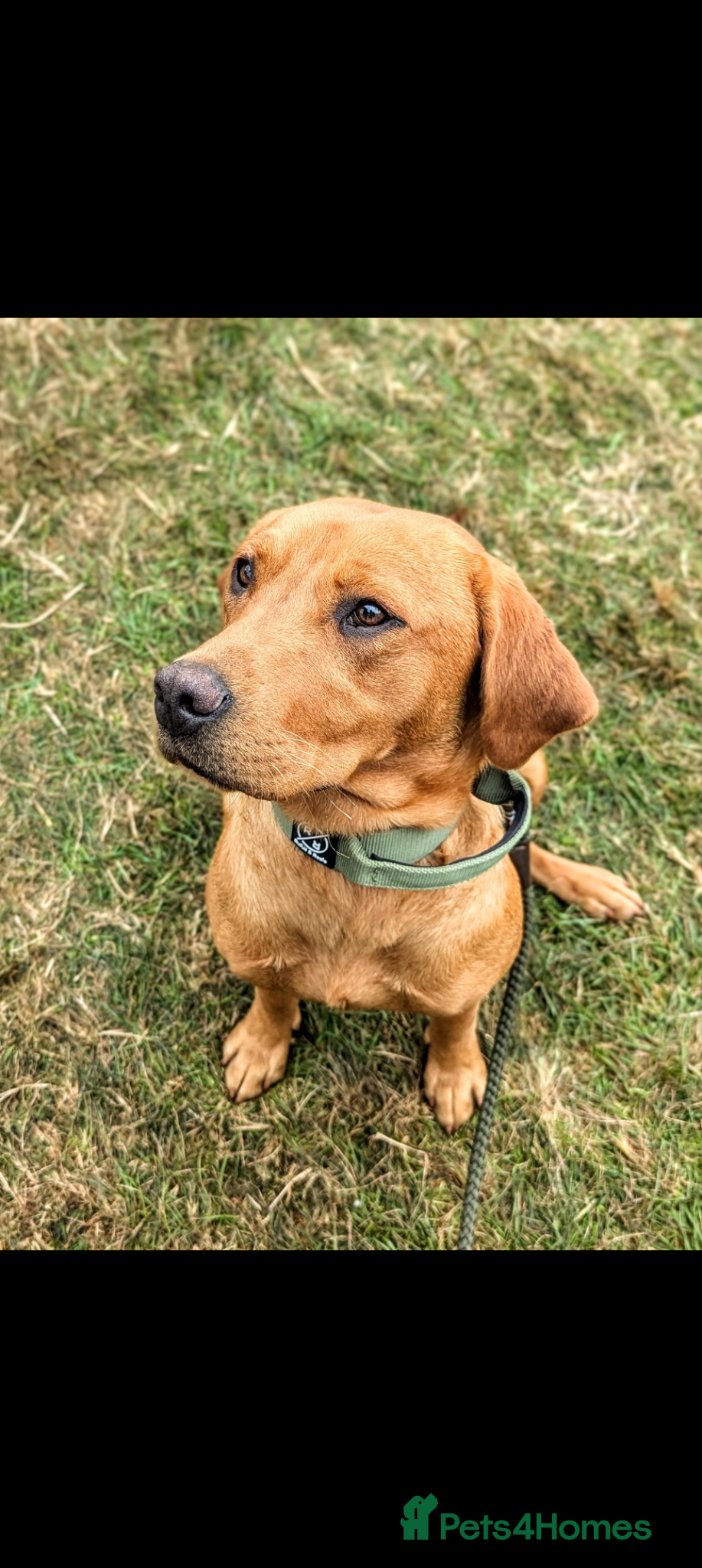 Labrador Retriever dogs for sale: RKC Fox Red Puppies - Fully Health Tested  - Advert 4