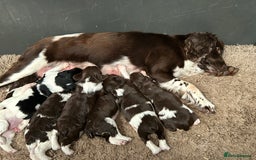 English Springer Spaniel dogs for sale: Springer spaniel puppies for sale  - Image 2