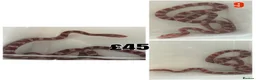 Corn Snake reptiles for sale: Baby Corn Snakes 🐍  - Advert 33