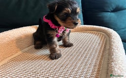 Yorkshire Terrier dogs for sale: 6 adorable puppies  - Image 7
