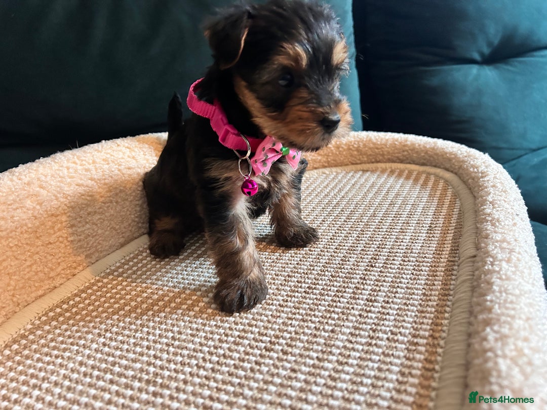 Yorkshire Terrier dogs for sale: 6 adorable puppies  - Image 7
