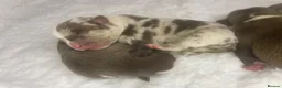 American Bully dogs for sale: 4 ABKC unreal bully’s - Advert 6