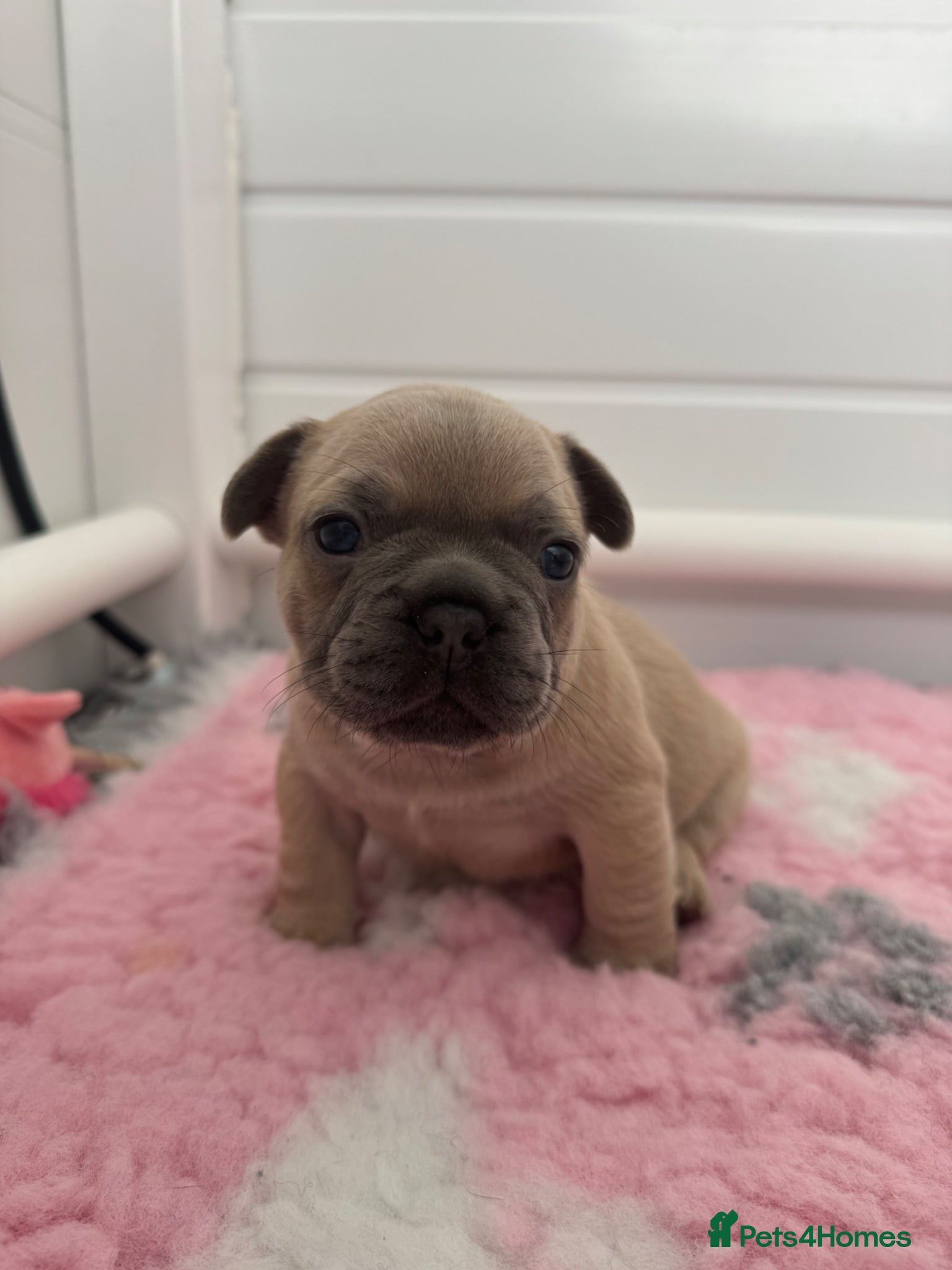 French Bulldog dogs for sale: Last Girl Remaining 🐶  KC Registered ! - Advert 25