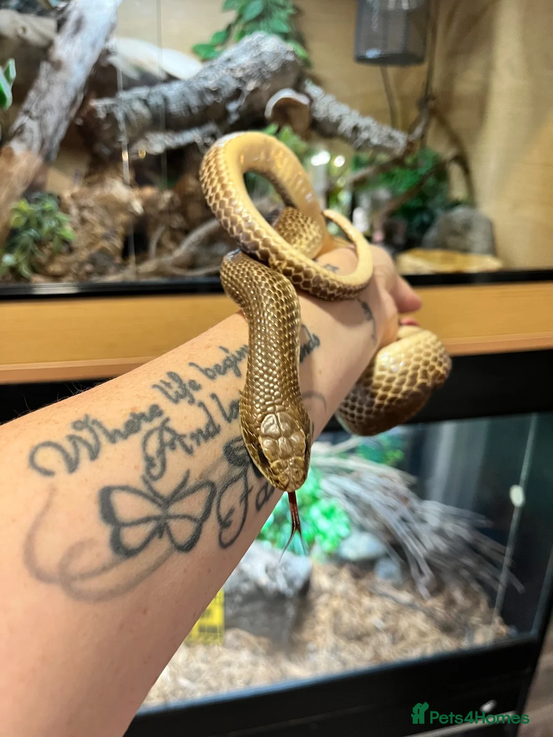 Snake reptiles for sale: Giant Madagascan Blonde Hognose  - Advert 2
