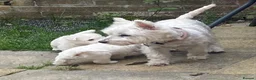 West Highland Terrier dogs for sale: Beautiful West Highlsnd White Terrier Puppies- - Advert 15