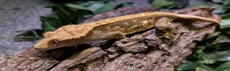 Gecko reptiles for sale: Crested geckos for sale  - Advert 8