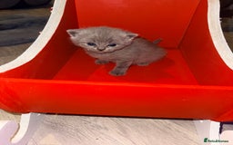 British Shorthair cats for sale: British blue shorthair kittens - Image 7
