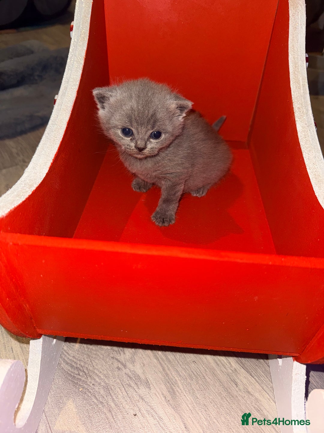 British Shorthair cats for sale: British blue shorthair kittens - Image 7