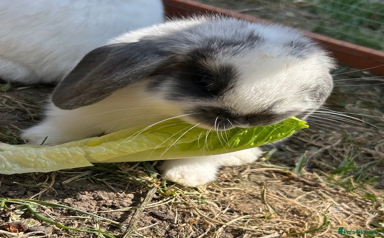 Mini Lop rabbits - Advert 1
