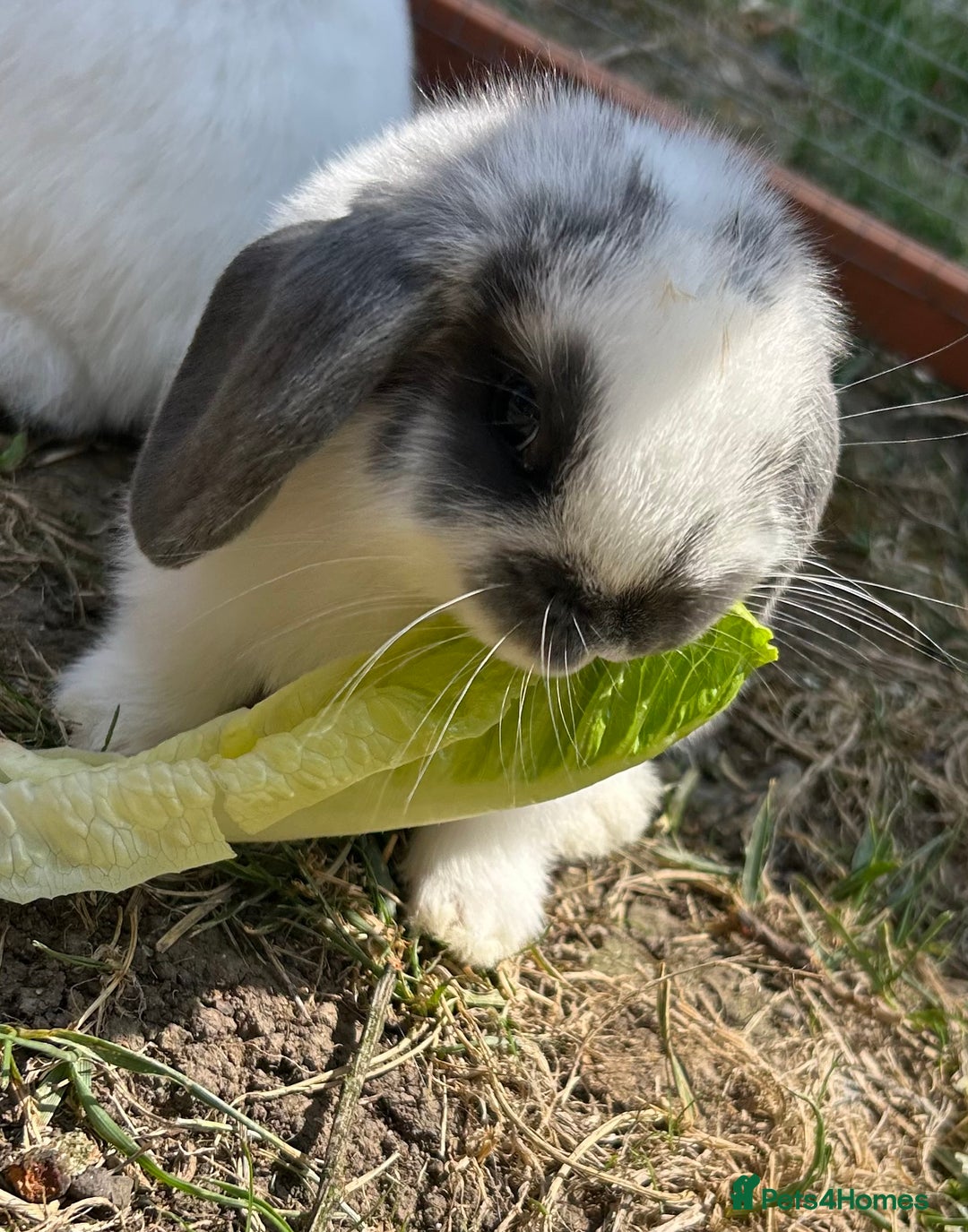 Mini Lop rabbits for sale: 2 doe Mini lop bunnies  - Image 1