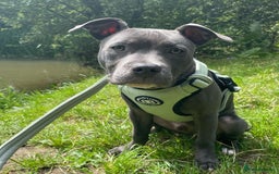 Staffordshire Bull Terrier dogs for sale: Staffordshire Bull Terrier Puppy - Image 2