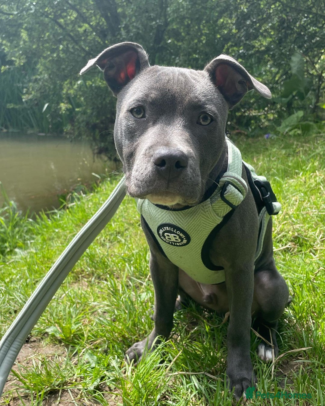 Staffordshire Bull Terrier dogs for sale: Staffordshire Bull Terrier Puppy - Image 2